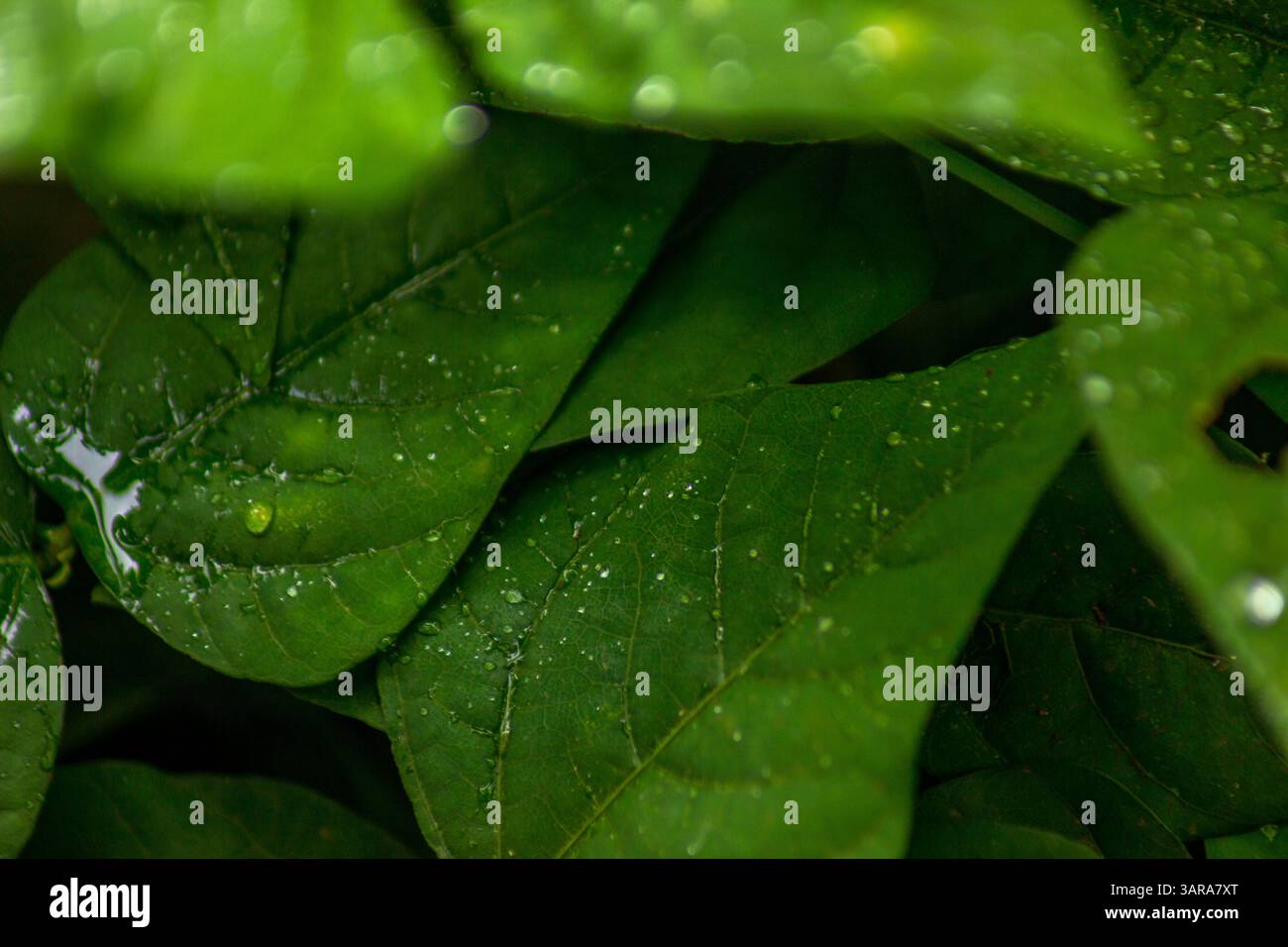 Die Schönheit der wunderschönen Pflanzenvielfalt der Natur an einem kalten Morgen Stockfoto