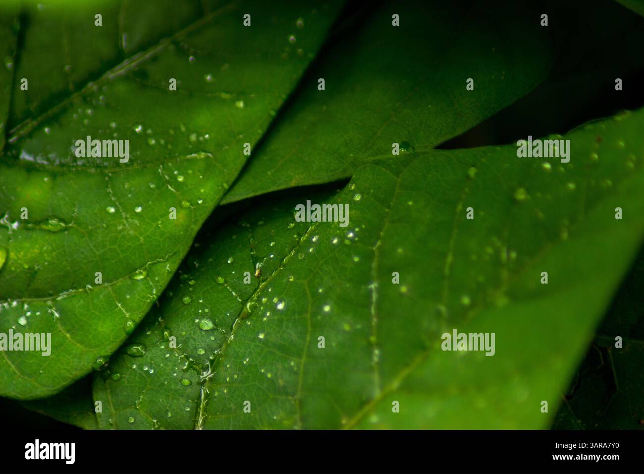Die Schönheit der wunderschönen Pflanzenvielfalt der Natur an einem kalten Morgen Stockfoto