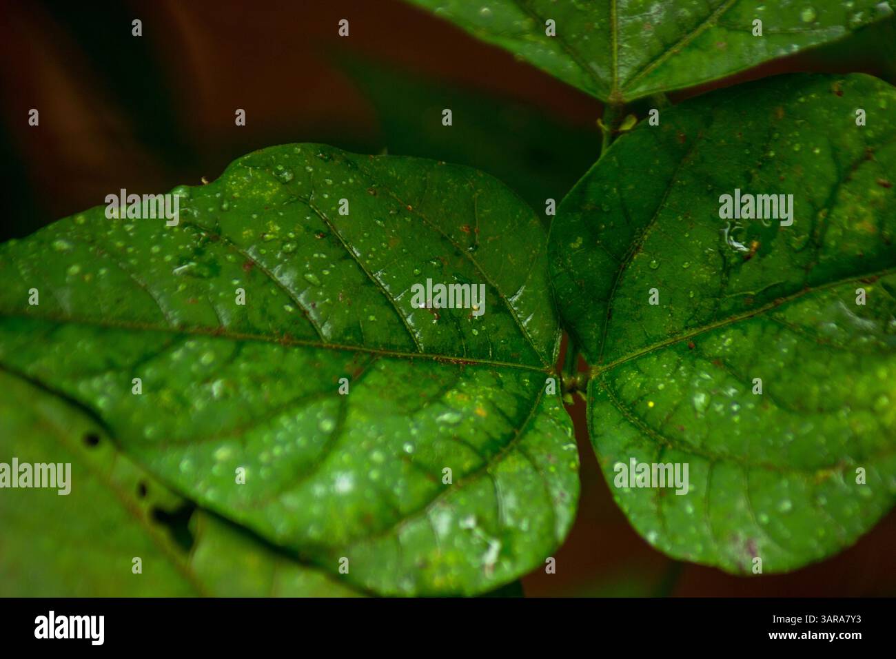 Die Schönheit der wunderschönen Pflanzenvielfalt der Natur an einem kalten Morgen Stockfoto