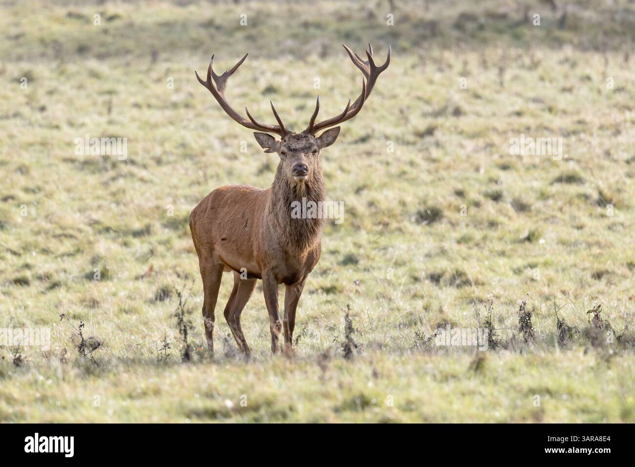 Rothirsch im Herbst im Studley Royal Park Stockfoto