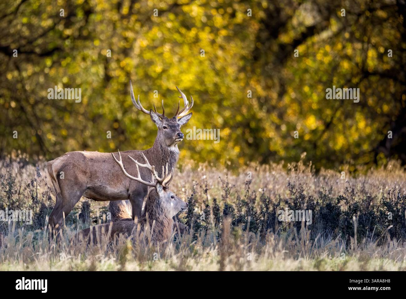 Rothirsch im Herbst im Studley Royal Park Stockfoto