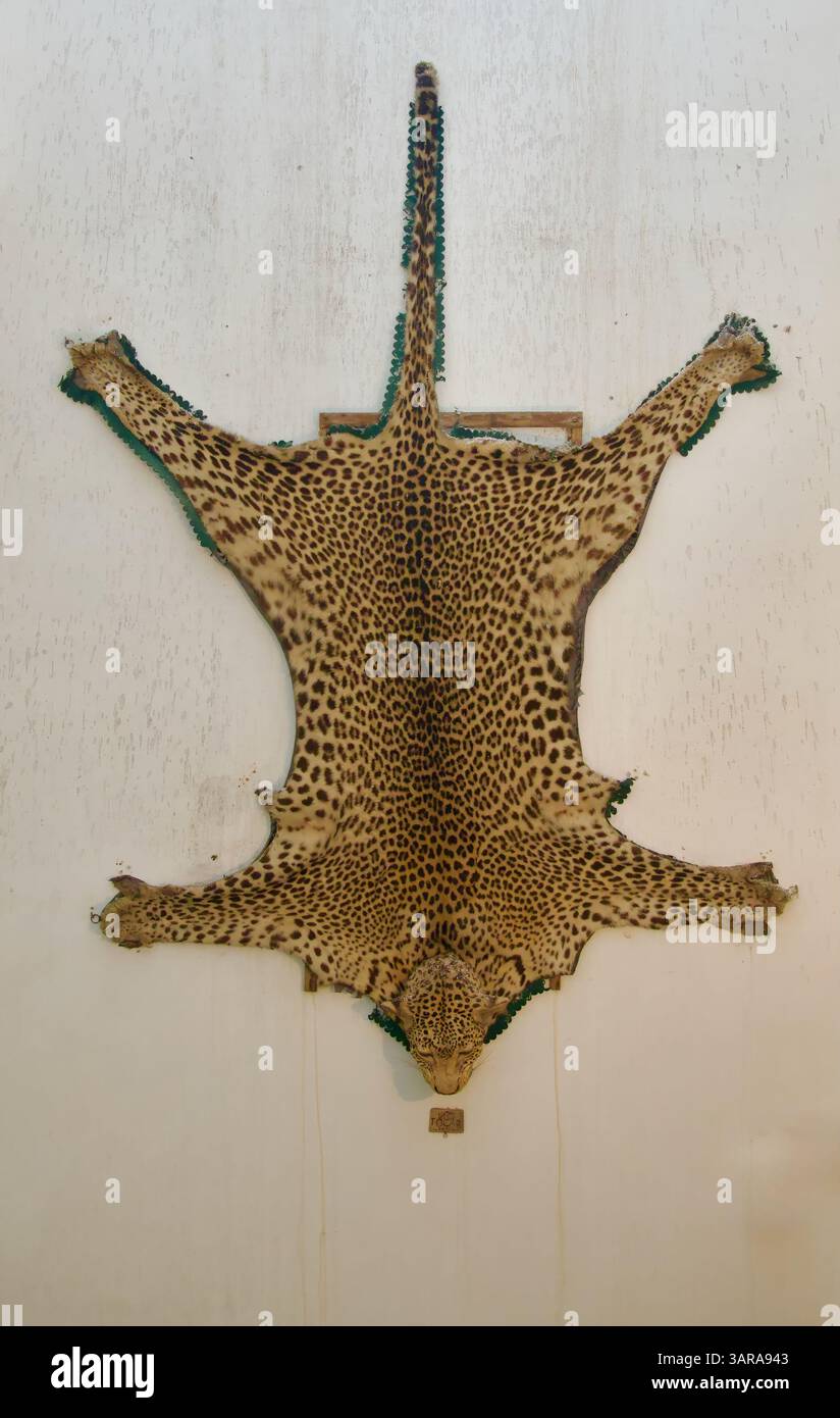Leopard Panthera pardus Haut Wand Dekoration Jagdtrophäe im Mirabel Palast von Álvaro de Zúñiga y Guzmán erster Herzog von Plasencia Caceres Spanien Stockfoto