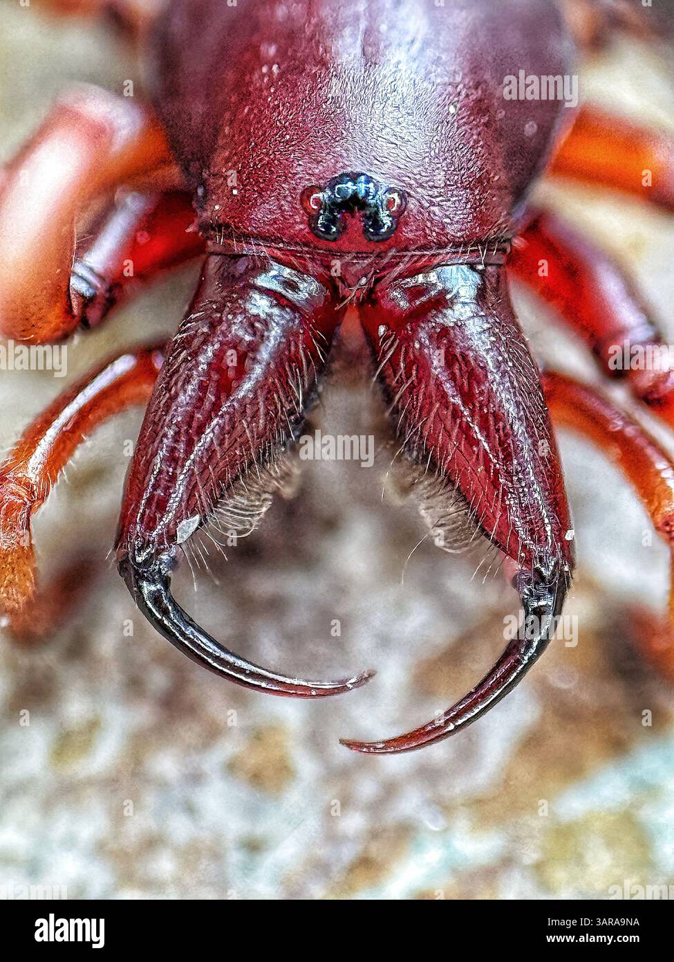 Holzlausspinne (Dysdera crocata) mit Zähnen - Smartphone-aufgenommenes Stockfoto