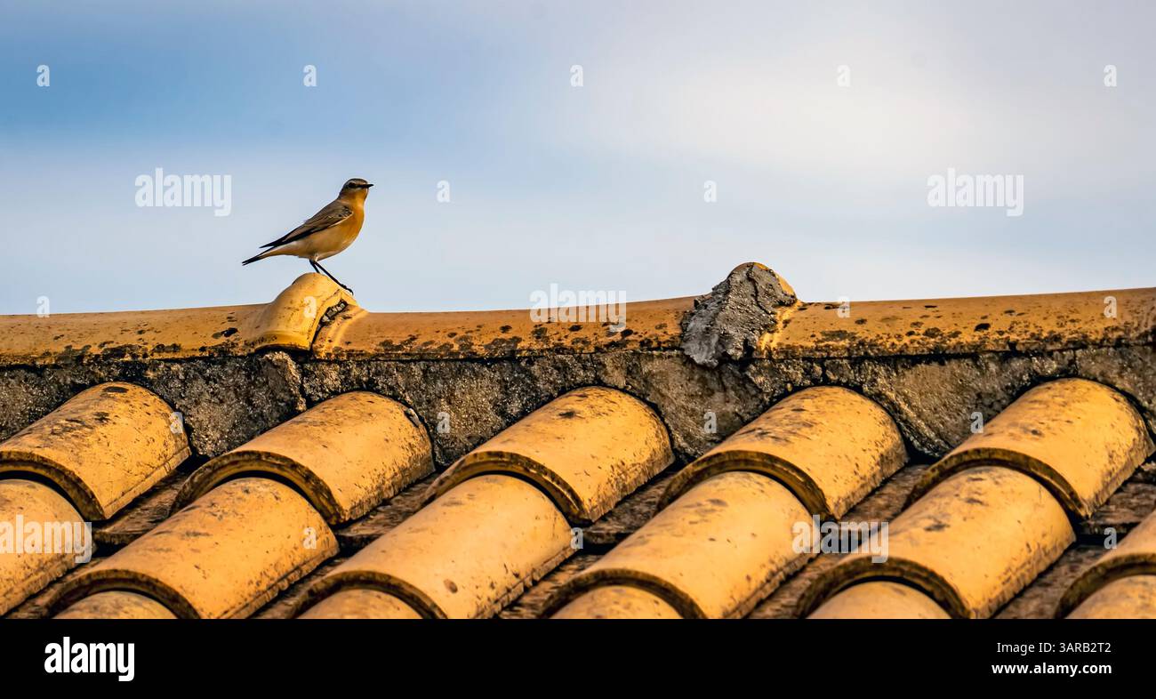 Ein kleiner Vogel, der auf einem verwitterten, gelb gekachelten Dach vor einem weichen blauen Himmel thront. Die Szene fängt das Wesen von Natur und Architektur ein und hebt hervor Stockfoto