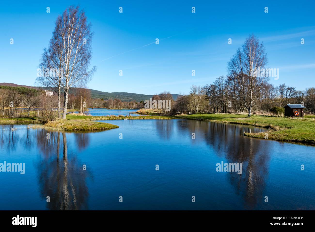 Fischteich, Fischzucht Rothiemurchas oder Fischereien mit Silberbirkentresse im Wasser, Aviemore, Schottland, Vereinigtes Königreich Stockfoto