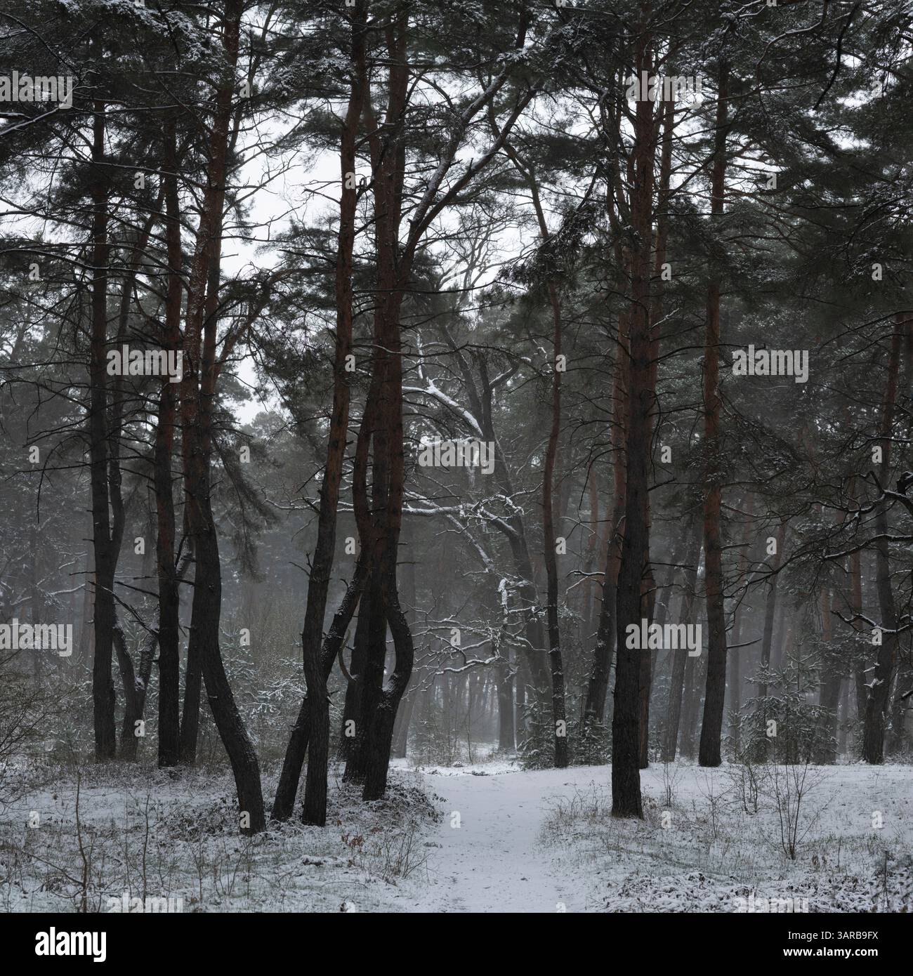 Der Letzte April Schnee Im Kiefernwald Stockfoto