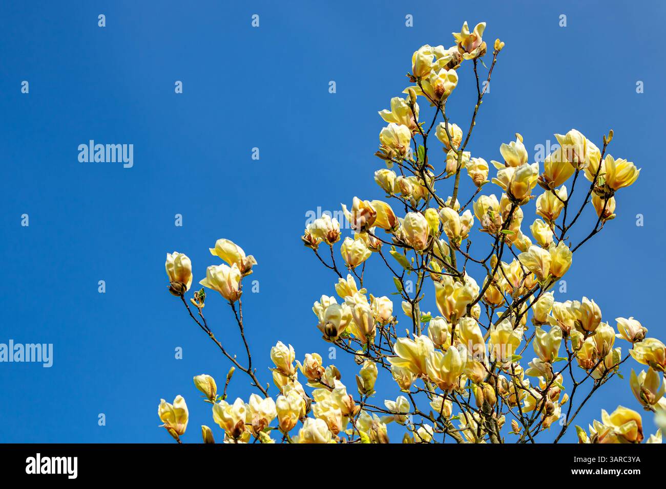 Ein Magnolienbaum (Magnolia 'Yellow Lantern') blüht am blauen Himmel in Kew Gardens, Kew, London, Großbritannien Stockfoto