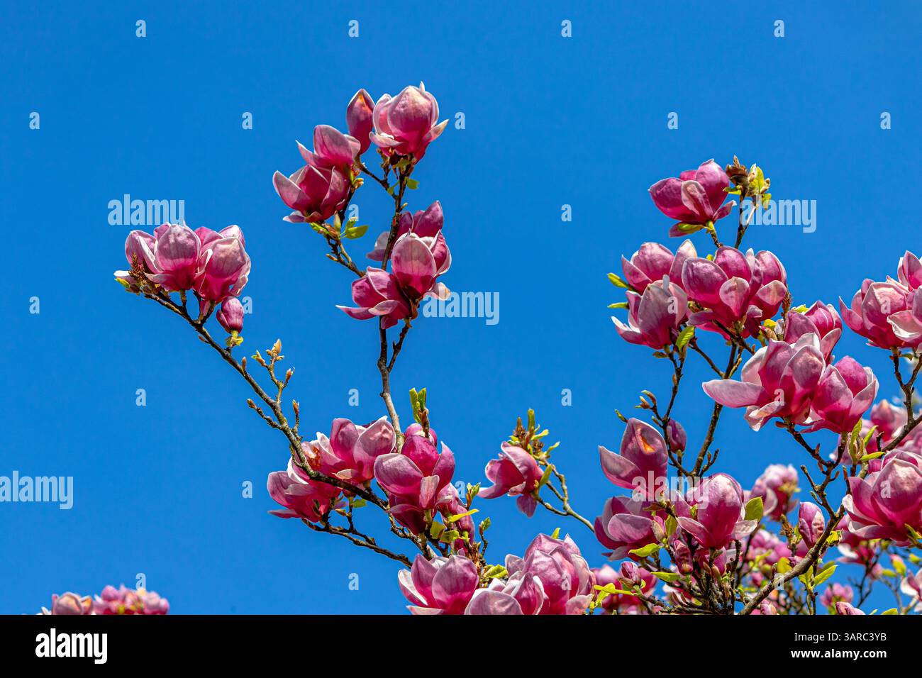 Magnolia x soulangeana 'Lennei' Baum blüht vor einem blauen Himmel in Kew Gardens, Kew, London, Großbritannien Stockfoto