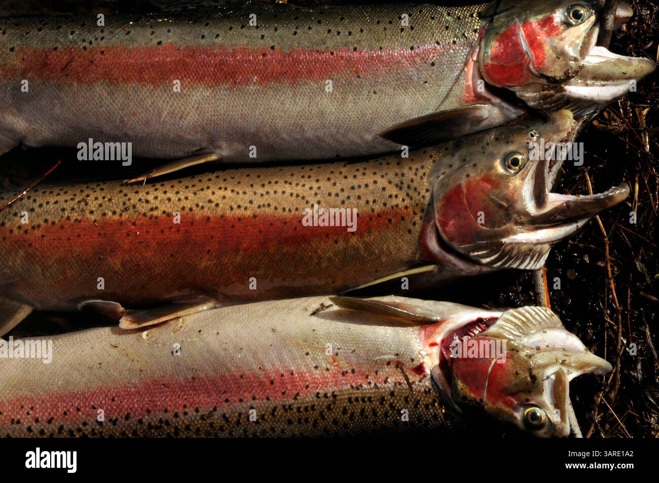 Februar 2010 - Anatone, Washington, USA - der Grand Ronde River liegt im Südosten von Washington und im Nordwesten von Oregon. Er ist ein Nebenfluss des Snake River und ist 212 Meilen lang. Ein Fisch namens Steelhead schlüpft jedes Frühjahr im Fluss und wandert flussabwärts in den Pazifischen Ozean. Im Herbst, nach einem Jahr oder mehr im Meer, kehren Stahlköpfe, die im Fluss geschlüpft sind, zum Laichen zurück. Die jährliche Migration des Stahlkopfes zieht die Fischer zum Grand Ronde River... Ein Stringer von Stahlkopf. (Kreditbild: © Jed Conklin/ZUMApress.com) Stockfoto