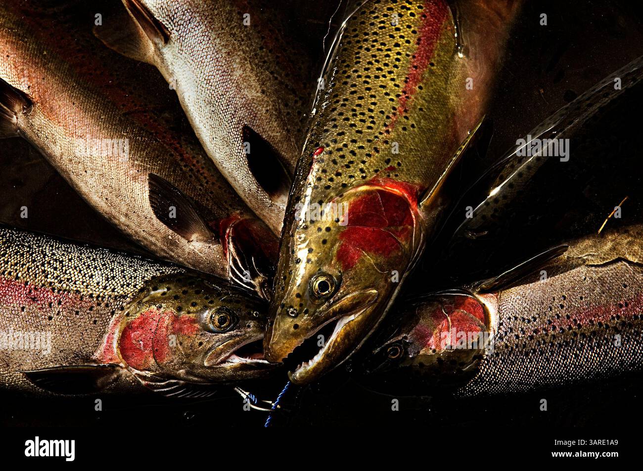 Februar 2010 - Anatone, Washington, USA - der Grand Ronde River liegt im Südosten von Washington und im Nordwesten von Oregon. Er ist ein Nebenfluss des Snake River und ist 212 Meilen lang. Ein Fisch namens Steelhead schlüpft jedes Frühjahr im Fluss und wandert flussabwärts in den Pazifischen Ozean. Im Herbst, nach einem Jahr oder mehr im Meer, kehren Stahlköpfe, die im Fluss geschlüpft sind, zum Laichen zurück. Die jährliche Migration des Stahlkopfes zieht die Fischer zum Grand Ronde River... Ein Stringer von Stahlkopfen bilden ein einzigartiges Muster. (Kreditbild: © Jed Conklin/ZUMApress.com) Stockfoto