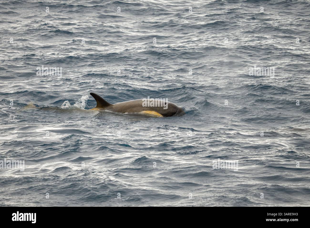 Ein B2 Killerwal oder Gerlache Orca (Orcinus Orca) vor der Küste der Antarktis. Stockfoto