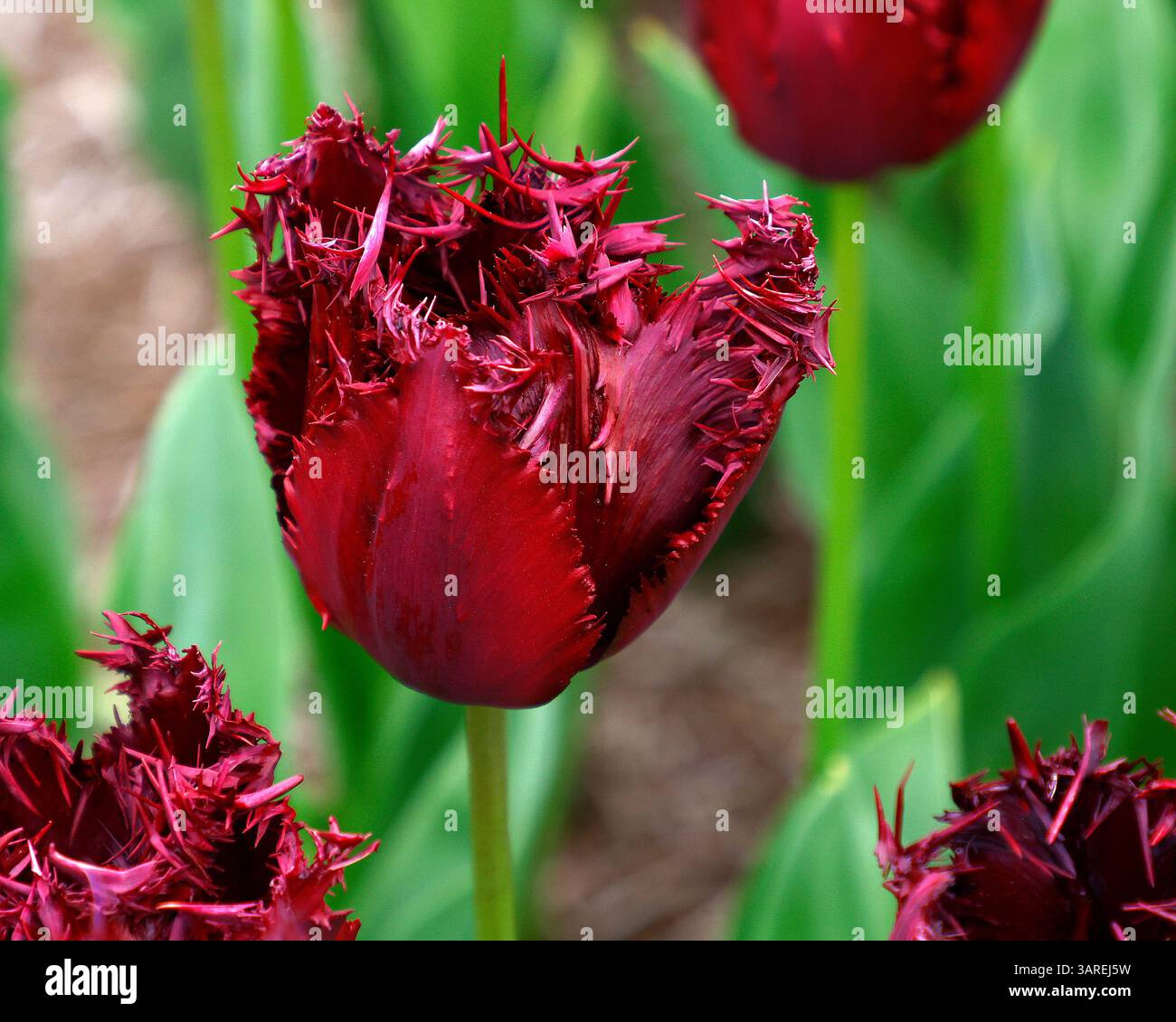 Nahaufnahme der dunkelroten Blume der gesäumten GartenTulpe Tulipa labrador. Stockfoto