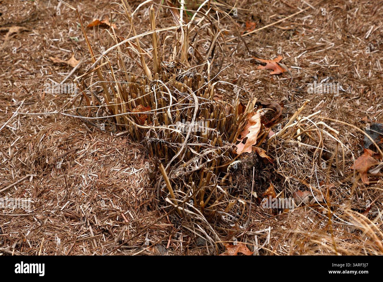 Nahaufnahme des Ziergartengras miscanthus nepalensis, das im Winter hart zurückgeschnitten wird. Stockfoto