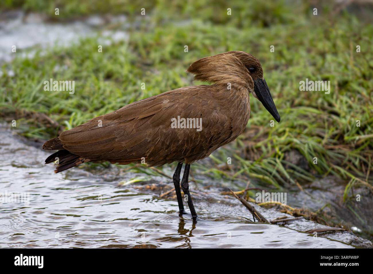 Hamerkop auf der Suche nach einer Mahlzeit Kruger-Nationalpark Stockfoto
