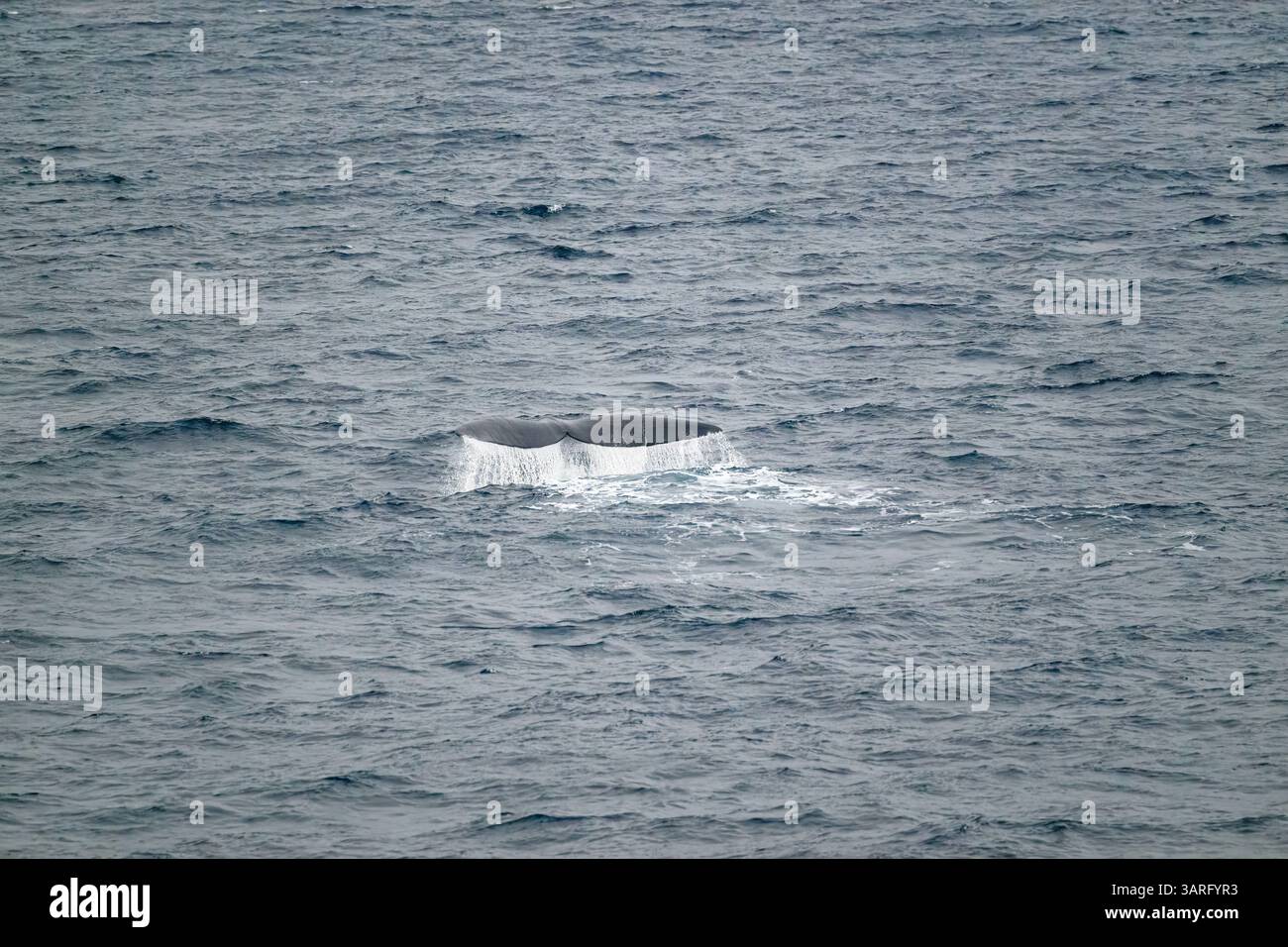 Ein südlicher Glattwal (Eubalaena australis) an der Oberfläche vor der Küste der Antarktis. Stockfoto