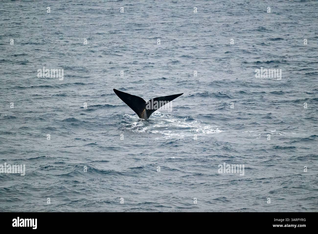 Ein südlicher Glattwal (Eubalaena australis) an der Oberfläche vor der Küste der Antarktis. Stockfoto