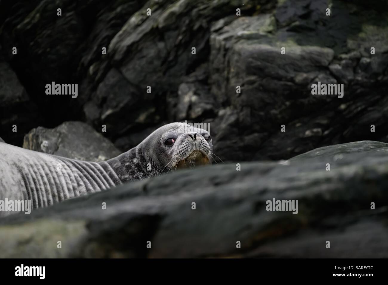 Ein Weddell (Leptonychotes weddellii), der auf den Felsen der South Orkney Islands liegt Stockfoto