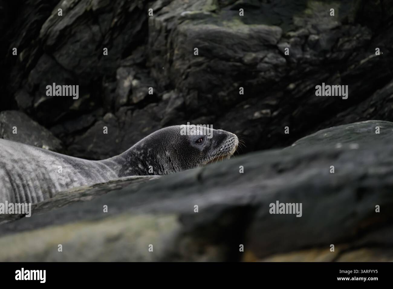 Ein Weddell (Leptonychotes weddellii), der auf den Felsen der South Orkney Islands liegt Stockfoto