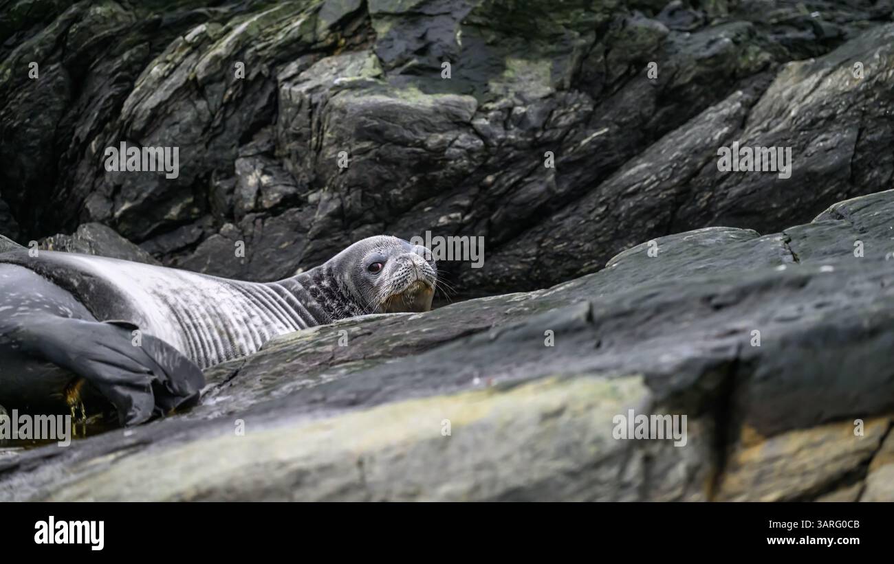 Ein Weddell (Leptonychotes weddellii), der auf den Felsen der South Orkney Islands liegt Stockfoto