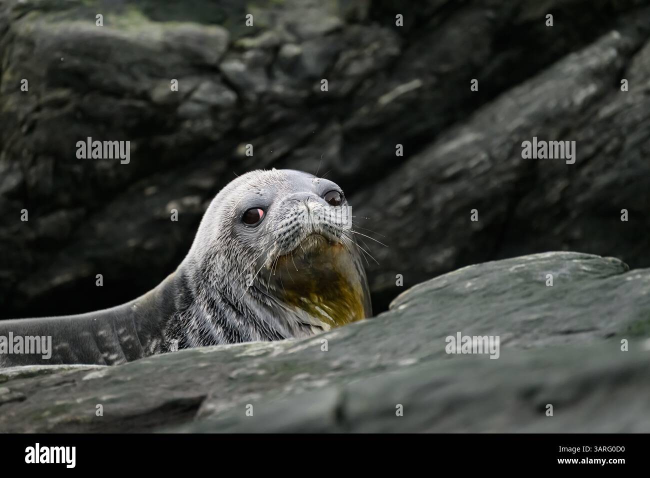 Ein Weddell (Leptonychotes weddellii), der auf den Felsen der South Orkney Islands liegt Stockfoto