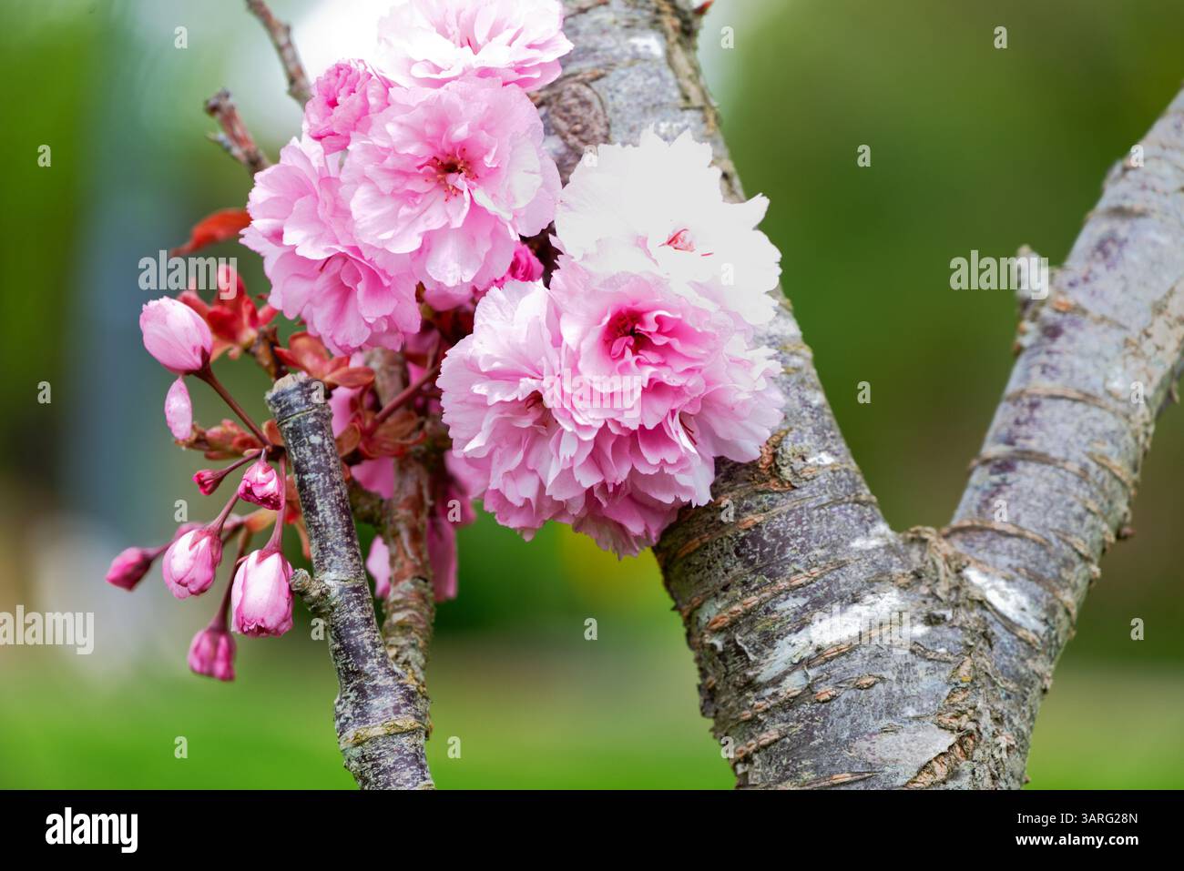 Eine Nahaufnahme fängt die zarte Schönheit eines blühenden Kirschbaums ein. Rosafarbene Blütenbündel, von denen einige vollständig geöffnet und andere noch in Knospen sind, zieren den Baum Stockfoto