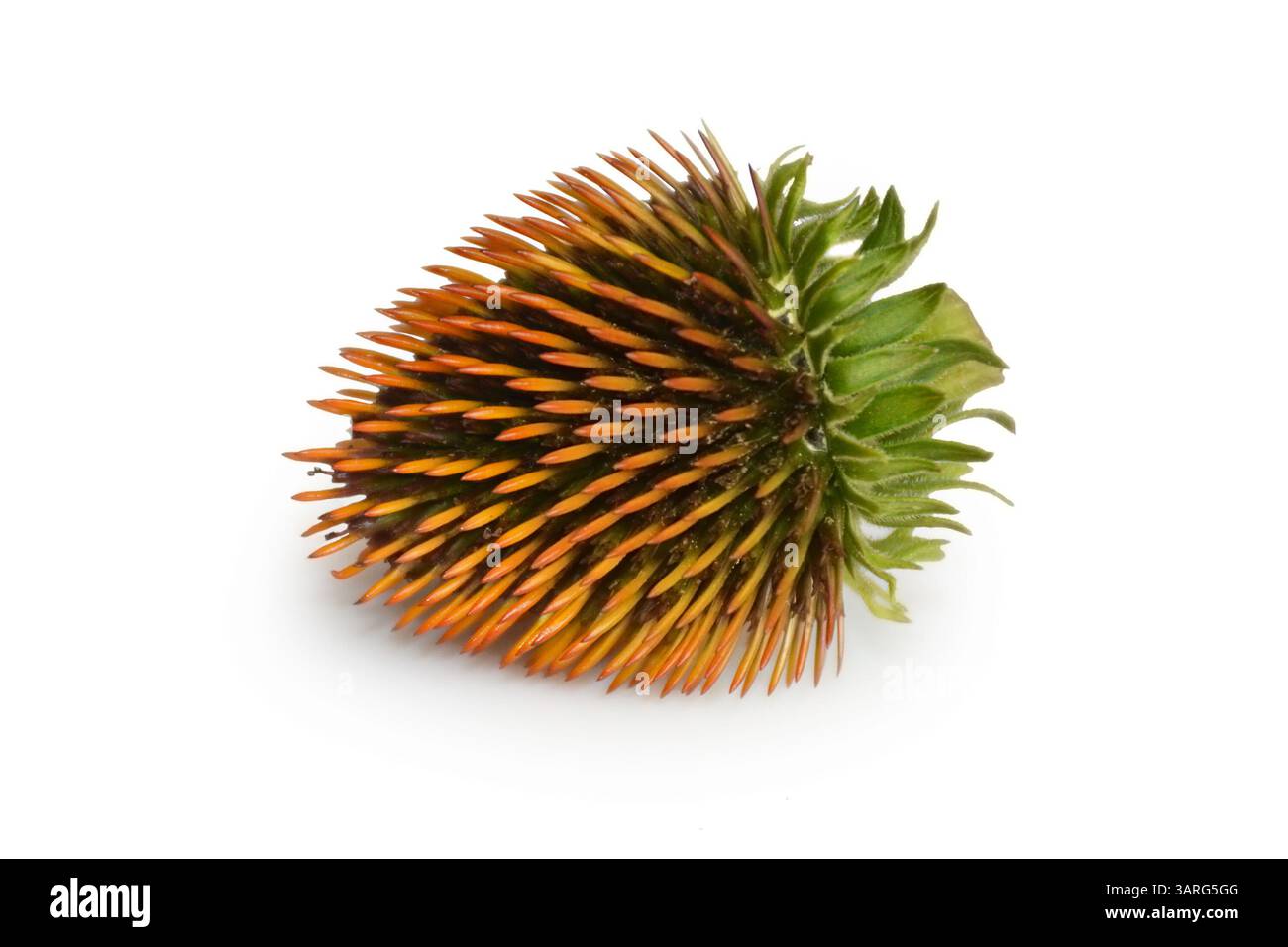 Getrockneter violetter Nadelblumenkopf isoliert auf weißem Hintergrund Stockfoto