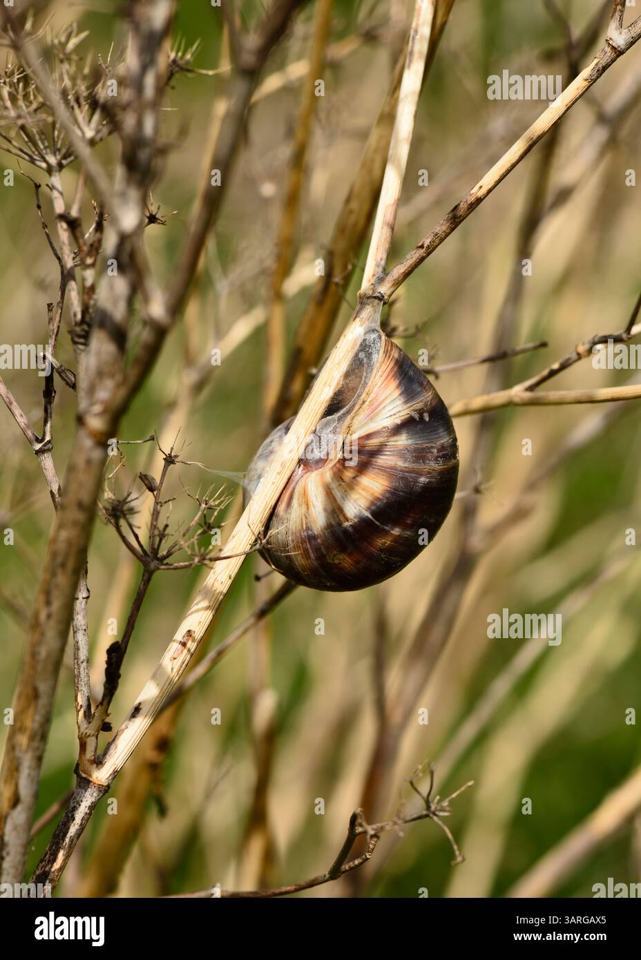 Gartenschnecke Cornu aspersum in Ästhetik auf einem trockenen Pflanzenstamm, die Feuchtigkeit bei heißem Wetter speichert, Schnecke ästhetisch Stockfoto
