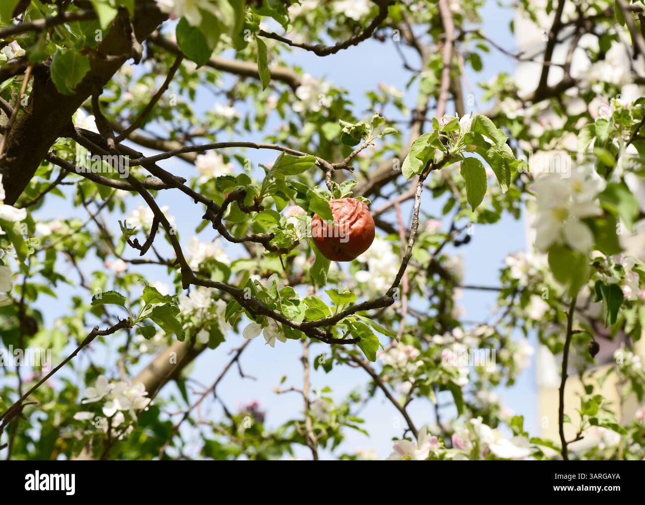 Trockener Winterapfel klebt an Zweigen zwischen frischen Frühlingsblättern und Blüten, symbolisiert Widerstandsfähigkeit und jahreszeitlichen Wandel, Malus domestica blühender Baum Stockfoto