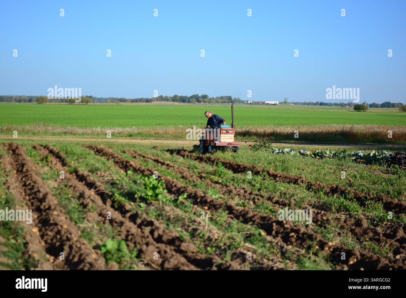 Minitraktor bis Kartoffelfeld im Herbst im ländlichen Raum. Kleiner Traktor erntet Kartoffeln auf dem Land an sonnigen Tagen. Ein alter Mann, der Traktor fährt und ich Stockfoto
