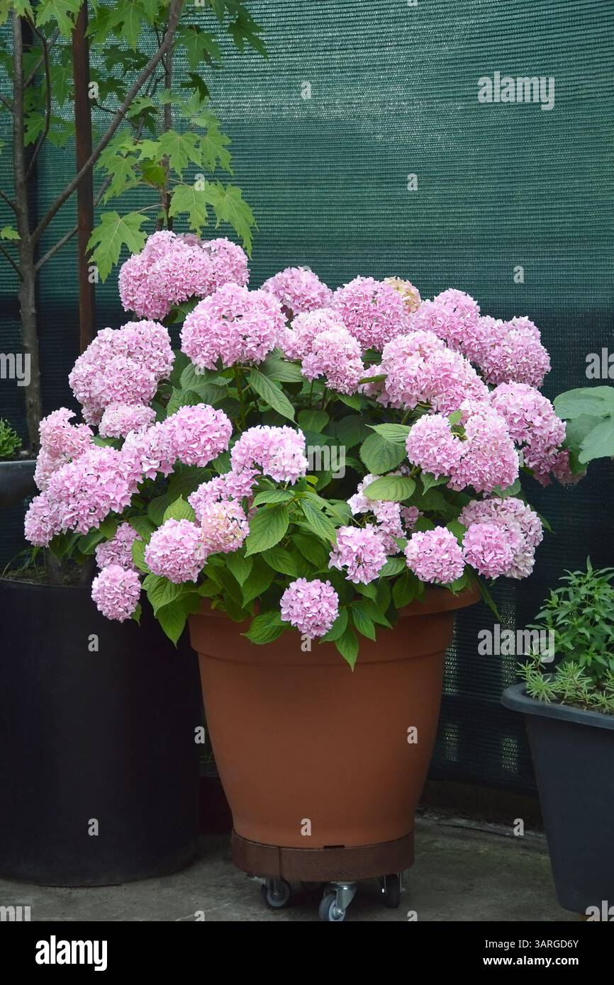 Die im Blumentopf wachsende Hortensie Stockfoto