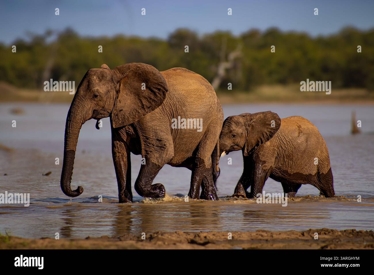 Weibliche Elefanten und ihr Kalb gehen durch den Sable Dam Kruger-Nationalpark Stockfoto