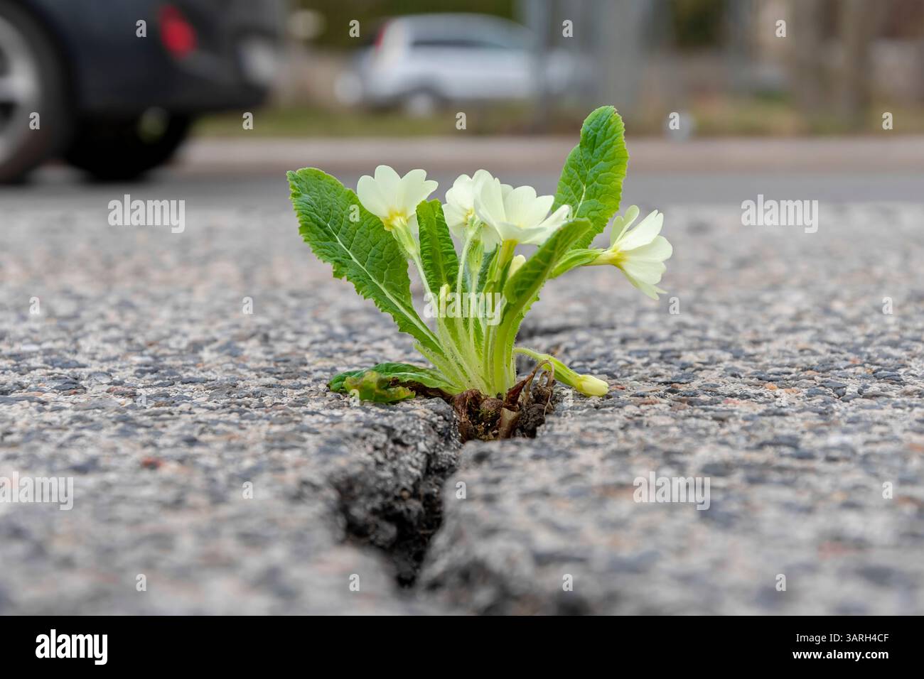 Weiße Blumen sprießen durch einen Riss im Asphalt auf einem unscharfen urbanen Hintergrund Stockfoto