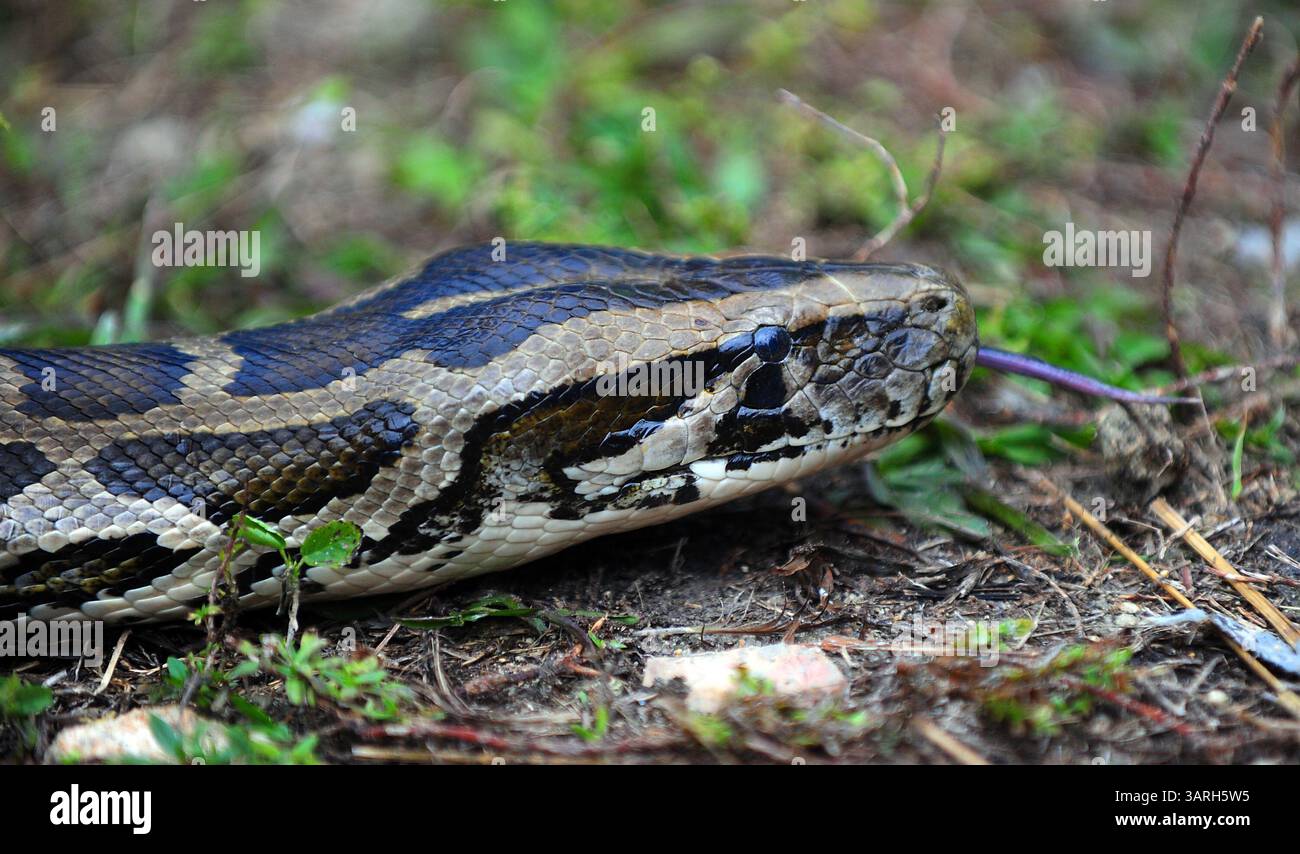 22. Februar 2010 - Everglades, FL - Florida, USA - Vereinigte Staaten - (CAV) FWC HUNTERS0222C.CAV - Eine burmesische Python, die während eines Trainings in den Everglades verwendet wird, schlüpft durch das Gras, Montag, 22. Februar 2010. Die Florida Wildlife Commission hat eine besondere Saison für die Entfernung und den Fang invasiver Arten in staatlich verwalteten Gebieten in der Nähe des Everglades National Park eröffnet. Die Saison dauert vom 8. März bis zum 17. April. Eine Gruppe von etwa 40 Jägern wurde darin geschult, die Schlangen zu erkennen, zu handhaben und zu fangen. Joe Cavaretta, Sun Sentinel (Bild: © Sun-Sentinel/ZUMApress.com) Stockfoto