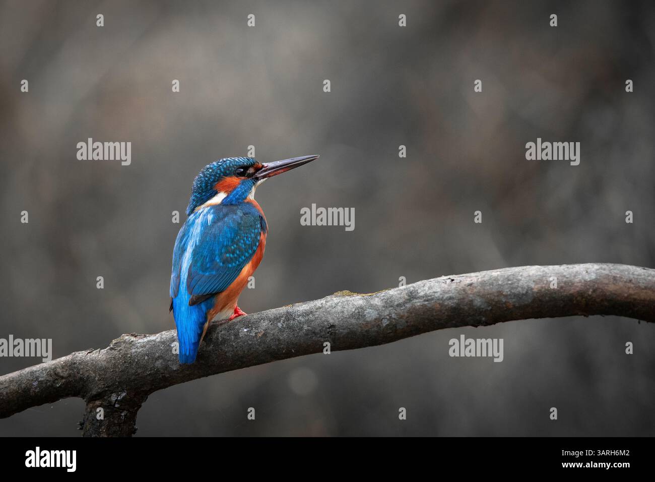 Ein brillant gefärbter eisvogel (Alcedo atthis) thront auf einem geschwungenen Baumzweig und blickt über seine Schulter. Stockfoto