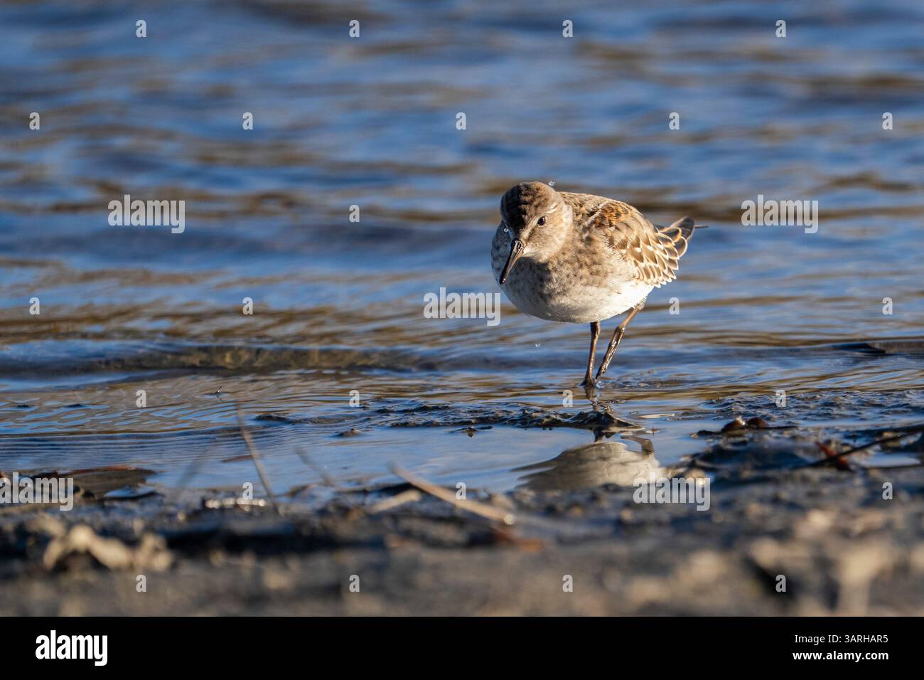 Sandpiper mit weißem Rumpf auf der Jagd nach Nahrung an der Küste eines St. Lawrence River. Stockfoto