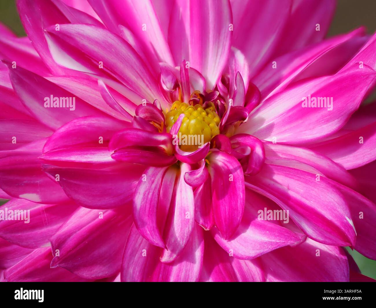 Makro einer roten Dahlia Blume im französischen Garten Stockfoto