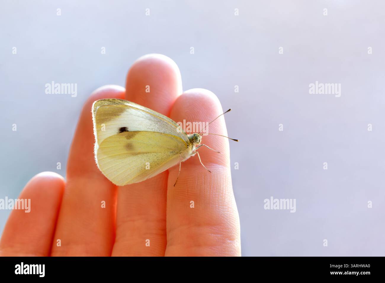 Kohl Weißer Schmetterling, der auf der Hand eines Kindes liegt Stockfoto