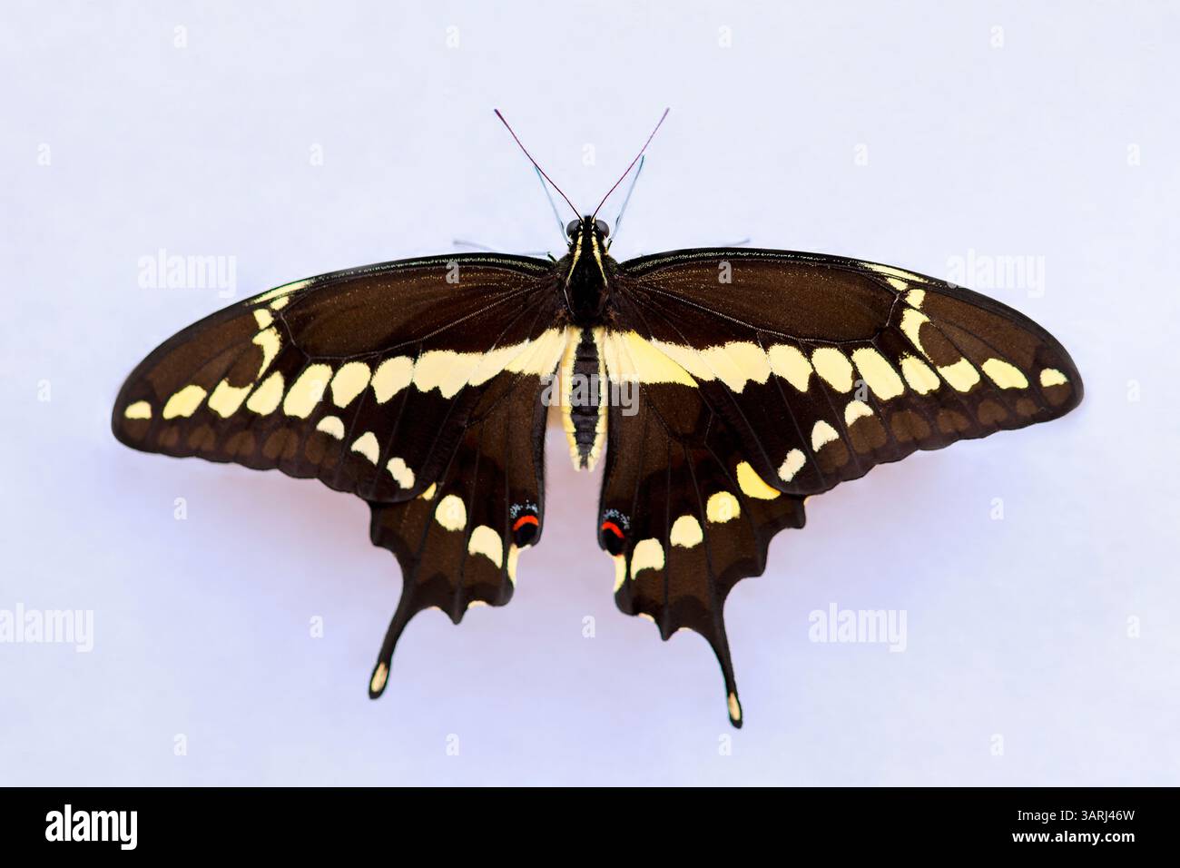 Weiblicher westlicher Riesenschwalbenschwanz-Schmetterling Stockfoto