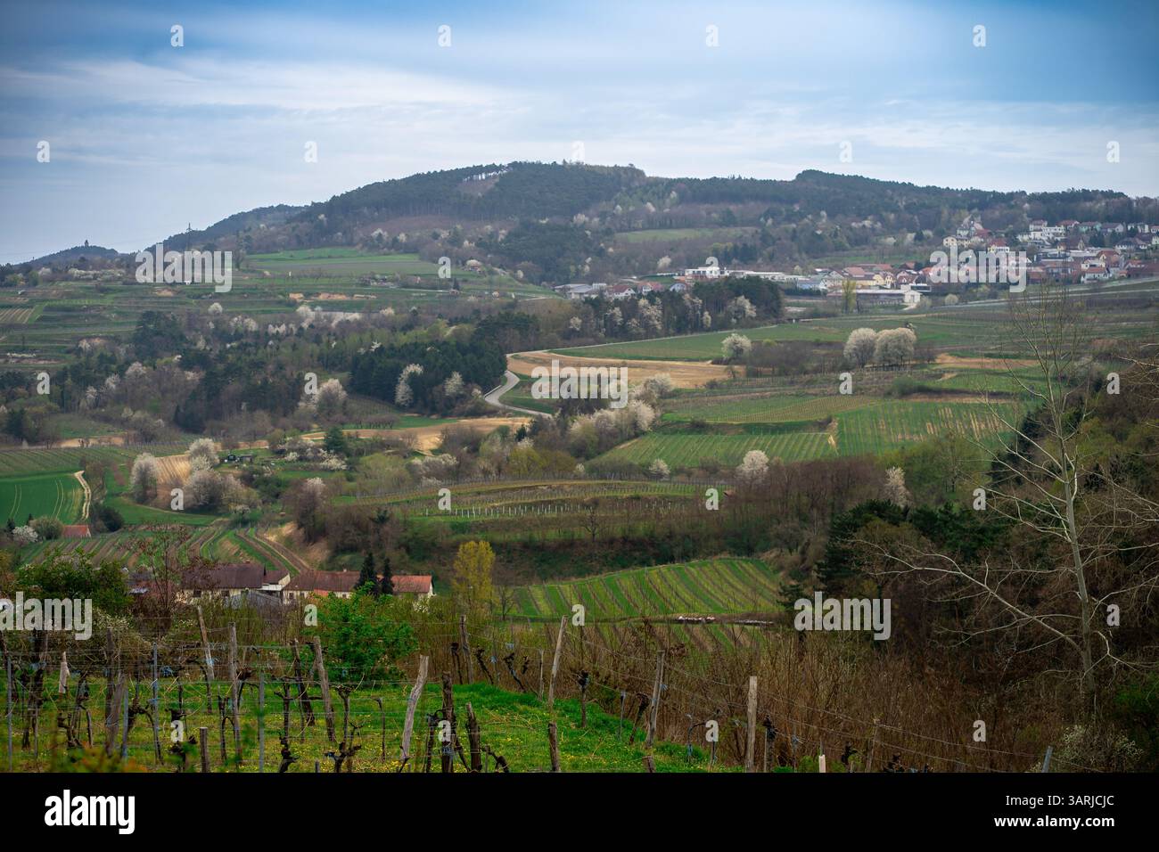Panorama der Wachau in Niederösterreich. Traditionelle Wein- und Tourismusregion Stockfoto