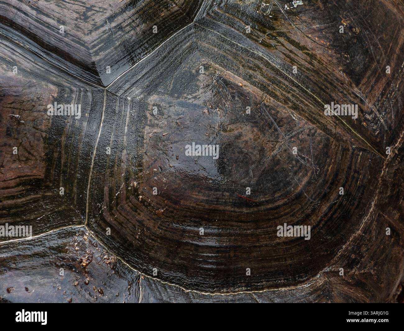 Nahaufnahme der Muschelstruktur der Seychellen-Schildkröte (Aldabrachelys gigantea), Aldabra-Riesenschildkröte Hintergrund Stockfoto