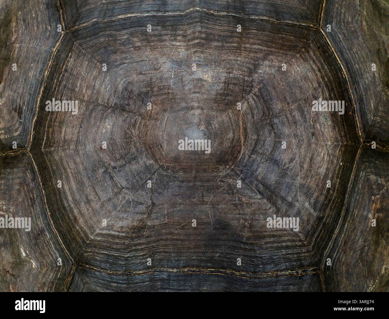 Nahaufnahme der Muschelstruktur der Seychellen-Schildkröte (Aldabrachelys gigantea), Aldabra-Riesenschildkröte Hintergrund Stockfoto