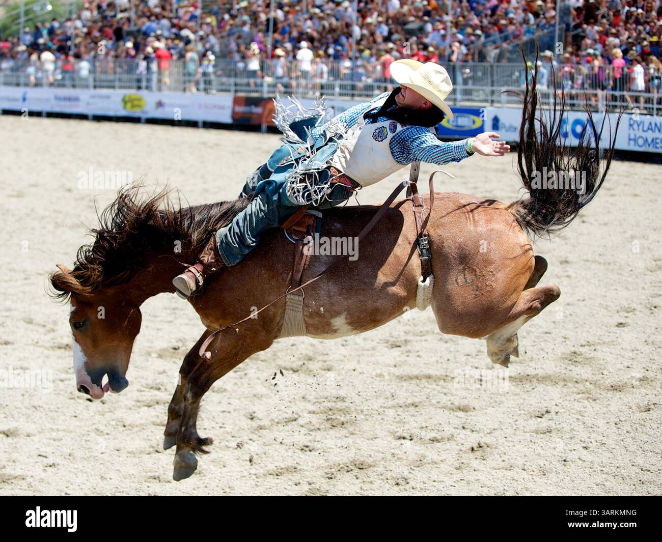 25. August 2013 - San Juan Capistrano, Kalifornien, USA - Bareback-Fahrer Seth Hardwick von Laramie, WY Rides Pinball Wizard bei der Rancho Mission Viejo Rodeo in San Juan Capistrano, CA. (Bild: © Matt Cohen/ZUMAPRESS.com) Stockfoto