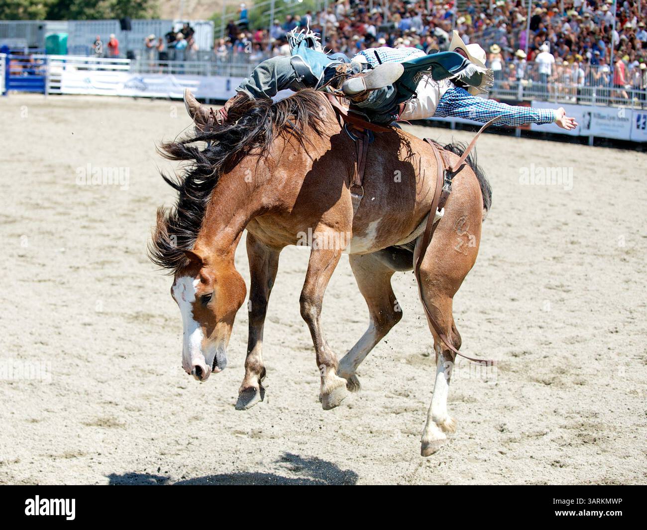 25. August 2013 - San Juan Capistrano, Kalifornien, USA - Bareback-Fahrer Seth Hardwick von Laramie, WY Rides Pinball Wizard bei der Rancho Mission Viejo Rodeo in San Juan Capistrano, CA. (Bild: © Matt Cohen/ZUMAPRESS.com) Stockfoto