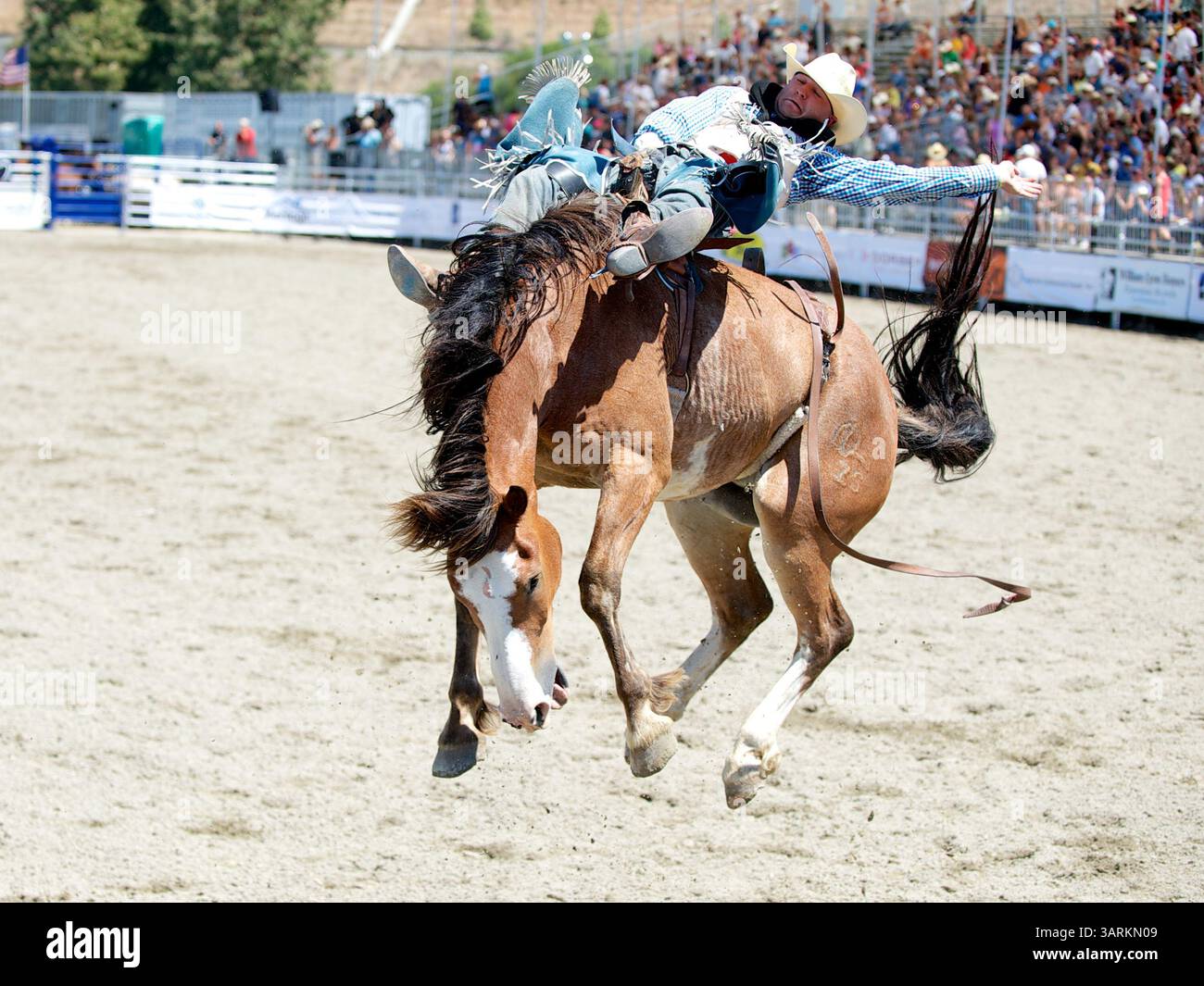 25. August 2013 - San Juan Capistrano, Kalifornien, USA - Bareback-Fahrer Seth Hardwick von Laramie, WY Rides Pinball Wizard bei der Rancho Mission Viejo Rodeo in San Juan Capistrano, CA. (Bild: © Matt Cohen/ZUMAPRESS.com) Stockfoto