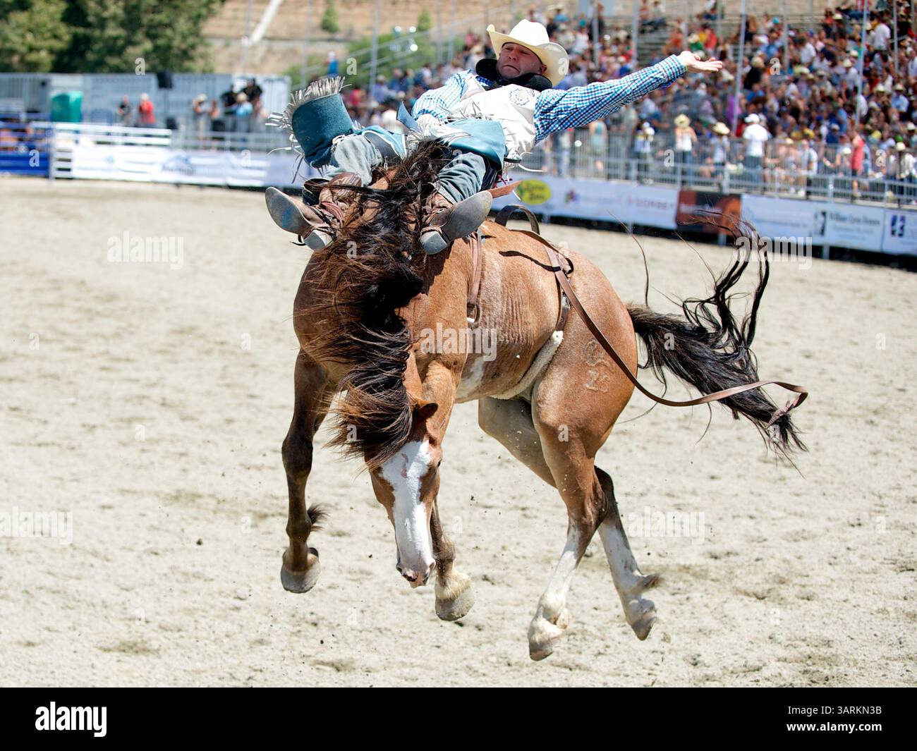 25. August 2013 - San Juan Capistrano, Kalifornien, USA - Bareback-Fahrer Seth Hardwick von Laramie, WY Rides Pinball Wizard bei der Rancho Mission Viejo Rodeo in San Juan Capistrano, CA. (Bild: © Matt Cohen/ZUMAPRESS.com) Stockfoto