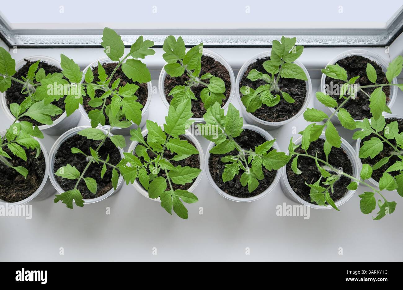 Tomatensämlinge, die in Plastikbehältern auf einer sonnigen Fensterbank wachsen. Frische, Bio-Pflanzen gesunde Ernährung, Heimgärtnerei und nachhaltiger Lebensstil. Stockfoto