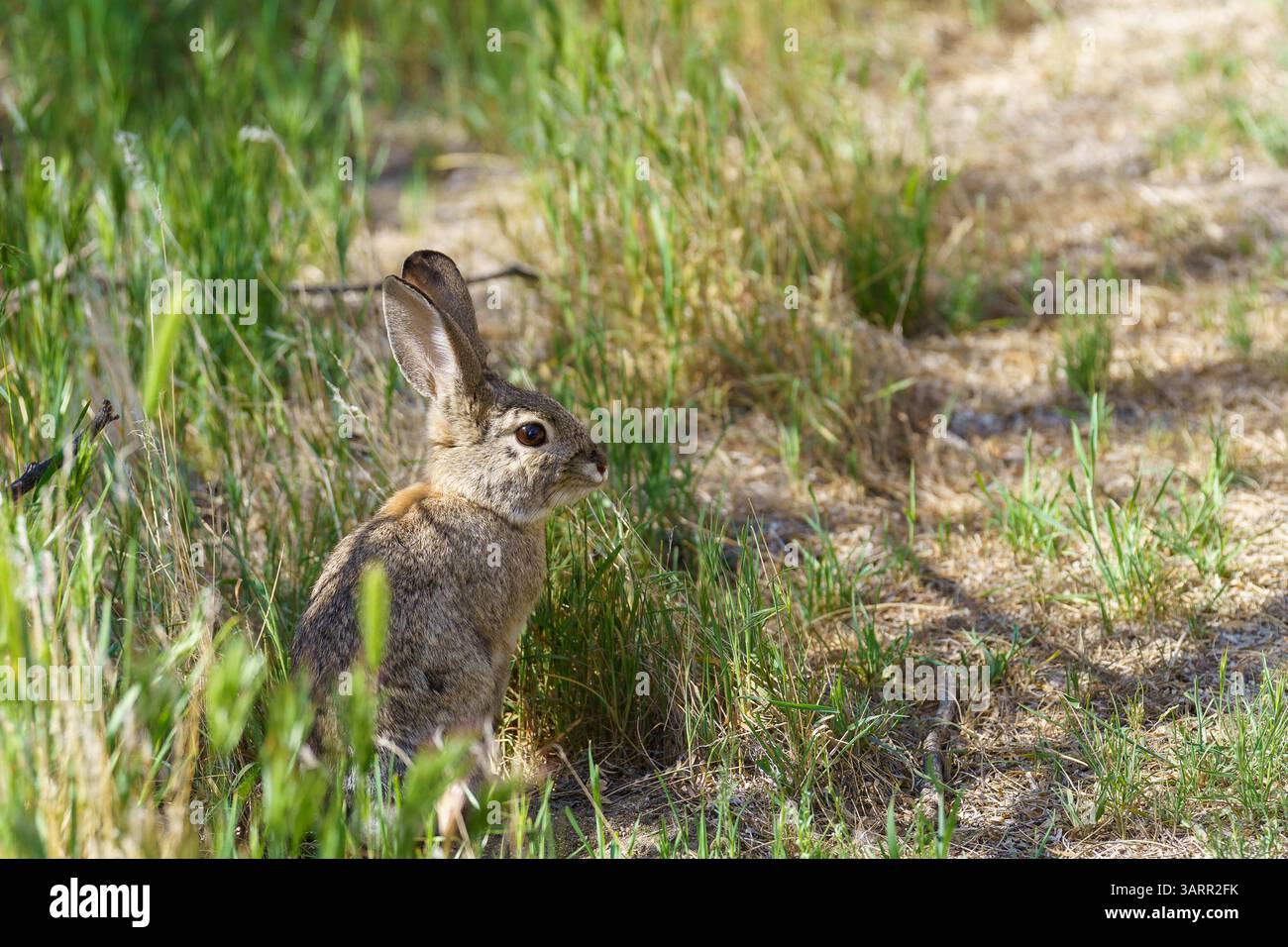 Wüstenschwanz-Kaninchen, der in einem grünen Gras auf den Hinterbeinen steht Stockfoto