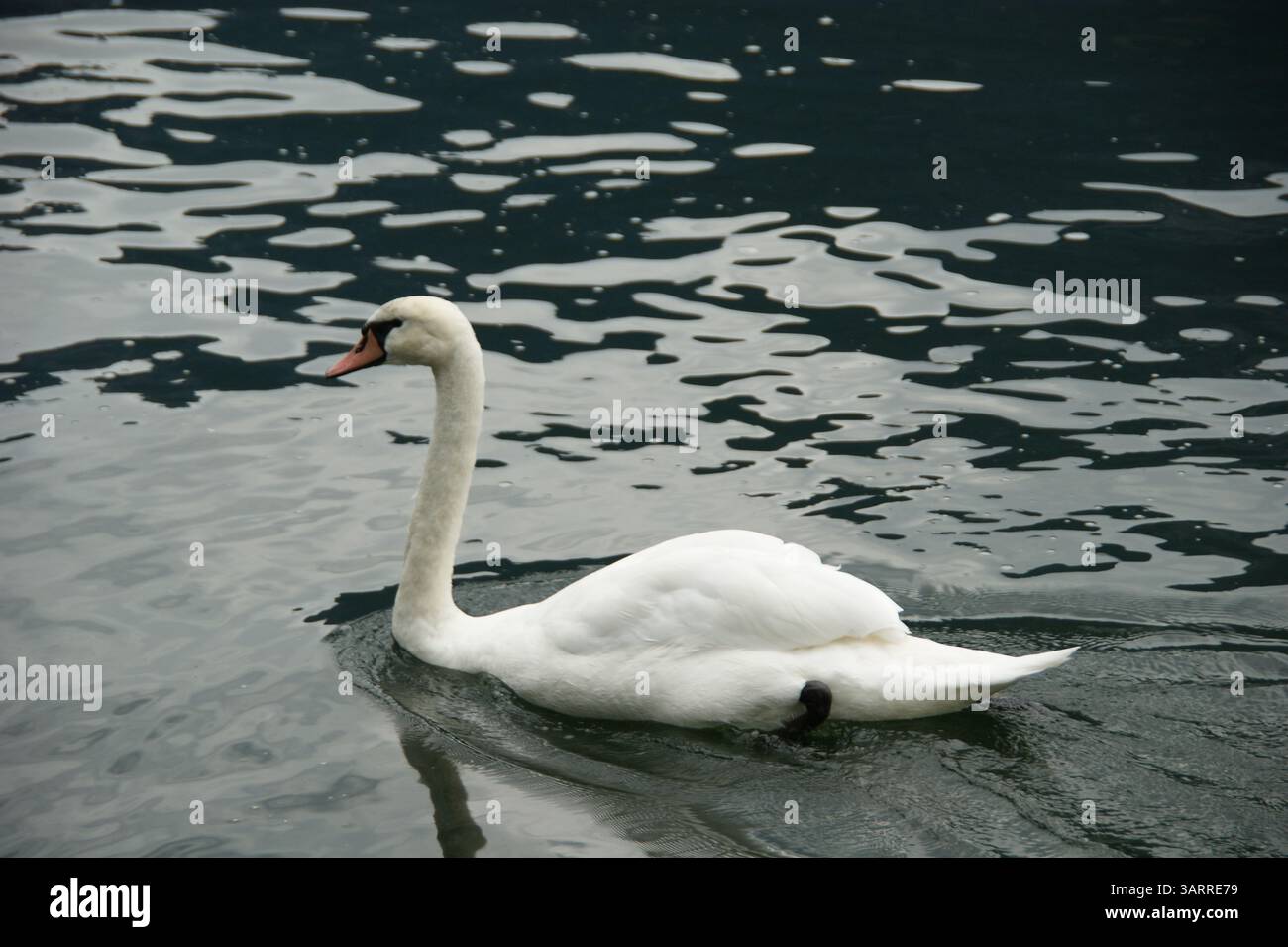 Eleganter stummer Schwan (Cygnus olor), der anmutig über die gewellte Oberfläche des Hallstätter Sees gleitet. Stockfoto