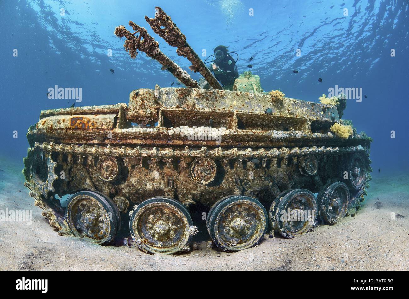 Unterwasserfoto eines Tauchers, der oben schwimmt und als Attraktion für Unterwassersportler den versunkenen US-amerikanischen Panzer M42 Duster mit Flugabwehr-Gu betrachtet Stockfoto