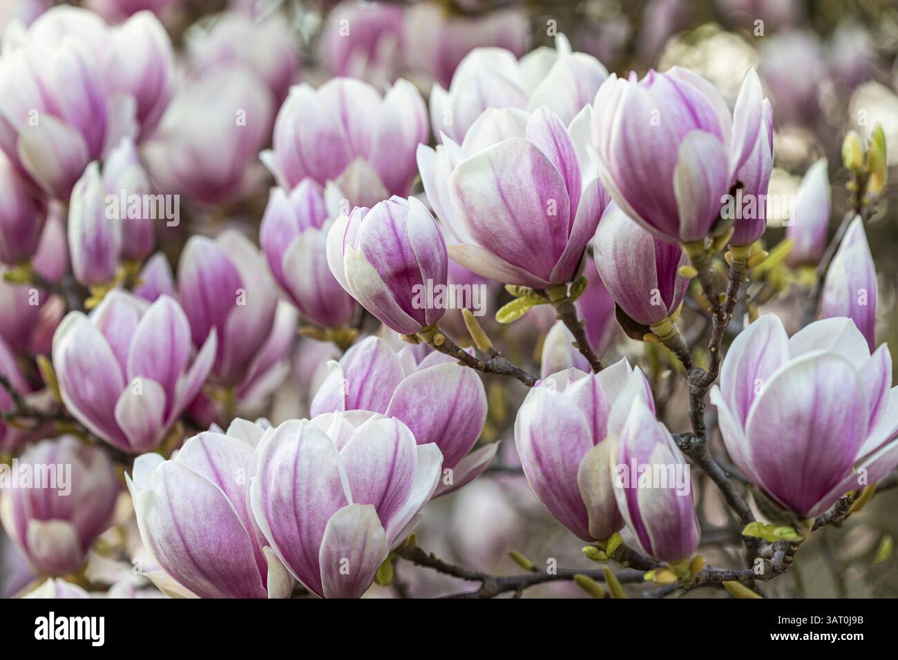 Magnolienblüte am Magnolienbaum im Frühjahr, Magnolien (Magnolien), Stuttgart, Baden-Württemberg, Deutschland, Europa Stockfoto